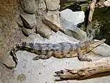 アフリカクチナガワニ Mecistops cataphractus