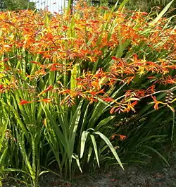 Crocosmia × crocosmiiflora