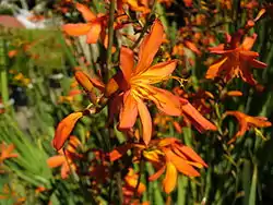 Crocosmia aurea