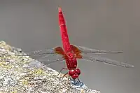 ショウジョウトンボ属ショウジョウトンボCrocothemis servilia