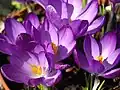 C. tommasinianus 'Whitewell Purple'