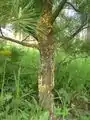 病変部は松脂を多量に分泌し白い筋になる