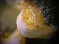 病原菌胞子が飛び出す所