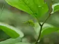 花を下から見たところ
