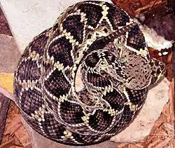 ヒガシダイヤガラガラヘビ