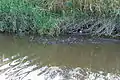マガモ(稚内市ウエンナイ川)