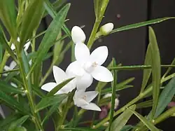 Crowea exalata