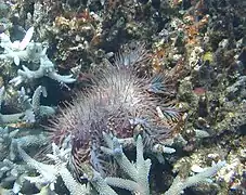 オニヒトデ
