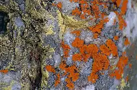 同左( Caloplaca 種を含む)