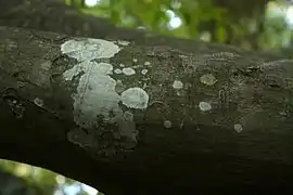 樹皮内生地衣類