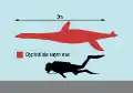 ヒトとの大きさ比較
