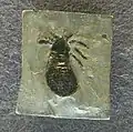 Cryptomartus rebskei