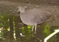 ムジシギダチョウC. cinereus