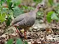 ヤブシギダチョウC. cinnamomeus