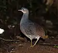 キアシシギダチョウC. noctivagus