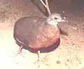 チャイロシギダチョウC. obsoletus