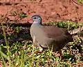 コバシシギダチョウC. parvirostris