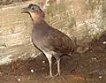 ブラジルシギダチョウC. strigulosus