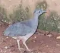 シロハラシギダチョウC. undulatus