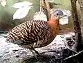 ムネアカシギダチョウC. variegatus