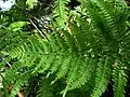 Ctenitis latifrons（カツモウイノデ属）