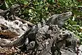 ツナギトゲオイグアナ (Ctenosaura similis)