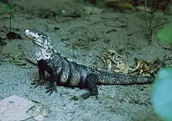 ツナギトゲオイグアナ