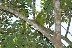 ホシメキシコインコ
