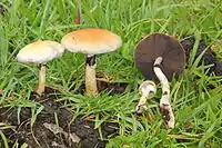 ミナミシビレタケ Psilocybe cubensis （メキシコ）