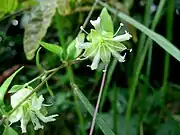 花弁は離れてつく。