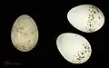 Cuculus canorus canorus + Lanius collurio
