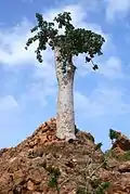 Dendrosicyos socotranusウリ科唯一の木本で、ソコトラ島固有種。