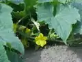 キュウリの花
