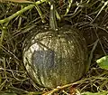 Cucurbita pepo var. styriaca