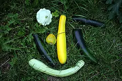 ズッキーニ等Cucurbita pepo
