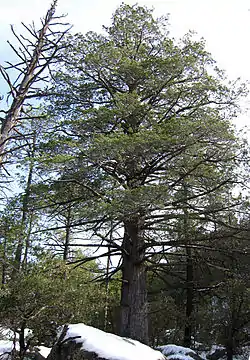 アリゾナイトスギ