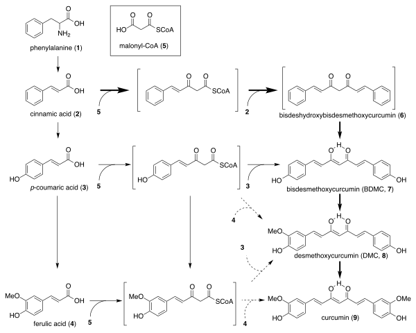 Biosynthetic pathway of curcumin in Curcuma longaにおけるクルクミンの生合成経路