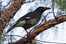 濃い灰色のカラスに似た鳥。コショウボクにとまっている。