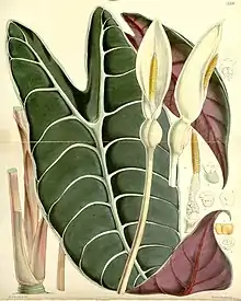 A. lowii