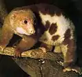 ブチクスクスSp. maculatus