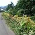 道端に繁茂したネナシカズラ