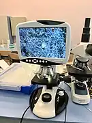 葉の断面の顕微鏡による観察