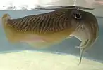 コウイカの仲間