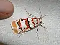 Cyana malayensis（コケガ亜科）成虫, マレーシア