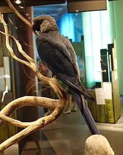 アオコンゴウインコ