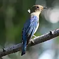 雄の幼鳥