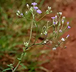 Youngja japonica