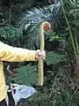 収穫したヒカゲヘゴの新芽