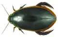 コガタノゲンゴロウ成虫（メス個体）の標本