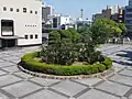ソテツのロータリー